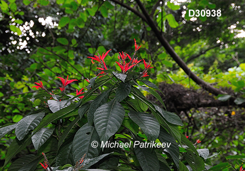 Aphelandra pulcherrima Acanthaceae